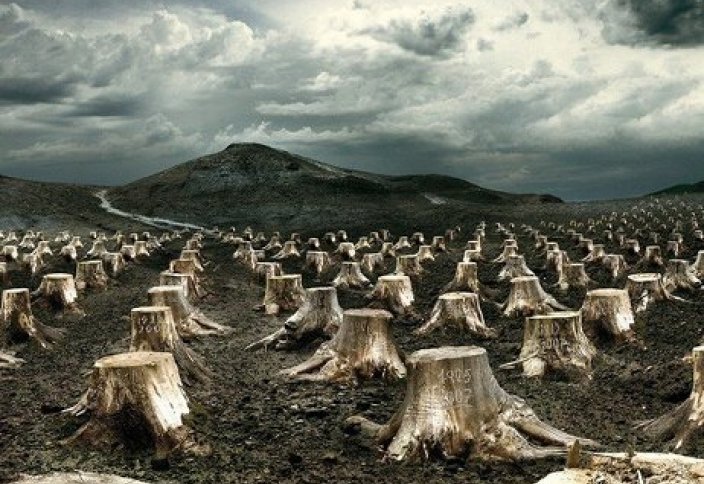 В Пакистане самые высокие темпы обезлесивания в мире. Amazon India прекратит использование одноразового пластика