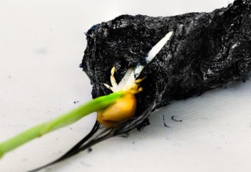 Электр өткізгіш eSoil топырағы өсімдіктердің өсуін 50%-ға арттырады