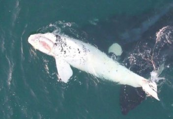 Зерттеушілер сирек кездесетін ақ китті таспаға тартып алды (видео)