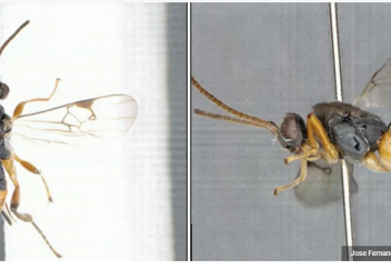 Сонаның жемтік іздеп суға сүңгігені тұңғыш рет таспаға тартылды (видео)