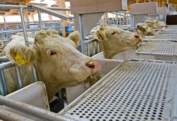 Еуропада мал шаруашылығынан бөлінген көмірқышқыл газы автокөліктен бөлінетін парникті газ мөлшерінен асып кеткен