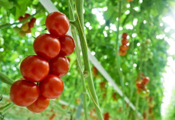 Агровольтаика: сколько тени нужно растениям для идеального урожая?