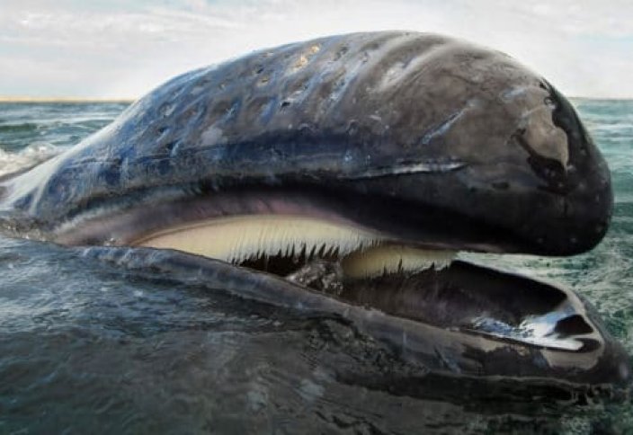 Большое количество серых китов начали голодать и умирать в Тихом океане