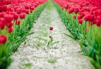 Адамдық пен айуандық