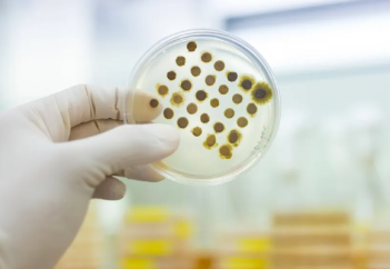 По Европе распространяется опасный грибок, поражающий пах и ягодицы