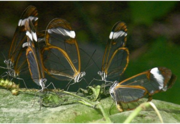 Шыны көбелек - табиғаттың таңғажайып туындысы (фото-видео)