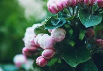 Искренность