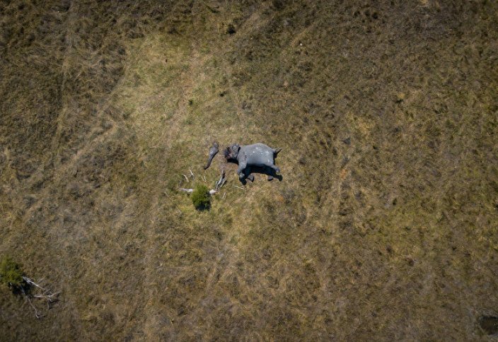 The Mirror (Великобритания): ужасное фото слона, распиленного браконьерами на части