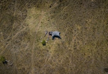 The Mirror (Великобритания): ужасное фото слона, распиленного браконьерами на части