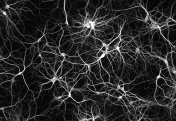 Жылдамдығы жоғары микроскоп мидағы сигналды көзді ашып-жұмғанша мың рет белгілеп үлгереді (видео)