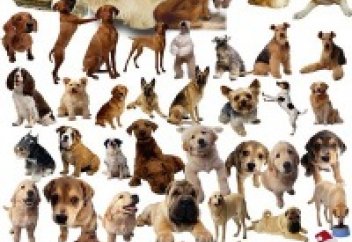 Асырауға тыйым салынған иттер (видео)