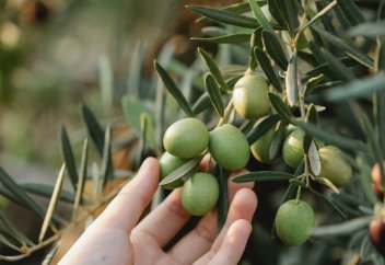 Динмухамет Идрисов с партнёрами решили выращивать оливки в Казахстане