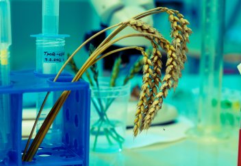 Құрғақшылыққа төзімді ГМО бидайды өсіруге тұңғыш рет рұқсат етілді