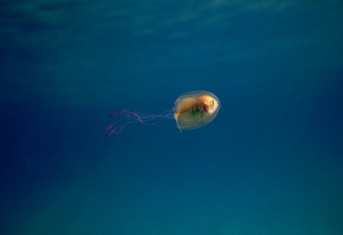 Жануарлар әлемі: Медузаның ішінде қалып қойған балық тіршілігін жалғастыруда