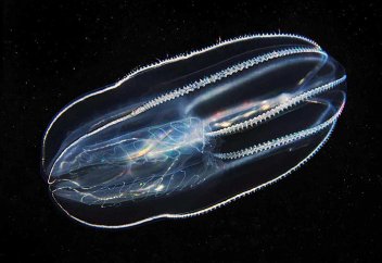 Жерде ең алғаш пайда болған тіршілік иесі анықталды