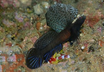 Фотографии новых и необычных видов животных, открытых в 2019 году