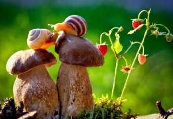 Тілсіз өнер