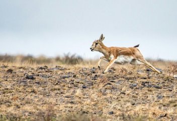 Запущен проект по сохранению джейранов в Казахстане. 5 непредсказуемых фактов о сайгаке
