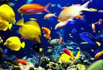 Сән үшін ұсталатын балық экспорты бойынша шиғалар елі алға шығып келеді