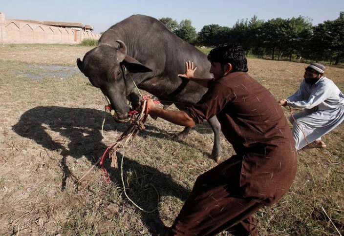 Құрбандыққа ірі қара шалуға заңмен тыйым салды