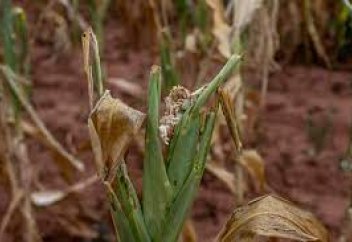 Қатты құрғақшылық Африка елін жүгері өнімінен түгелдей дерлік айырды