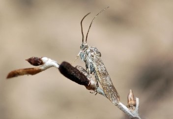 Бабочка устюртия. В Казахстане открыли новый вид мотылька
