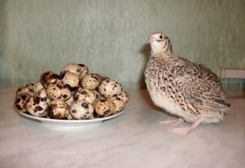 Бөдене жұмыртқасының пайдасы туралы..