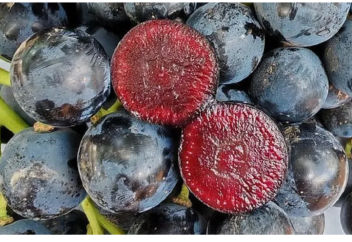 Испандықтар жаңа жеміс ұсынды: сырты - жүзім, іші – шие