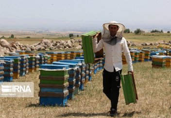 Пчеловодство в иранском Ардебиле (фото)