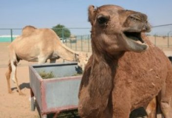 Жануарлар әлемі: Әлемде тұңғыш рет клондалған түйе жуырда төлдейді