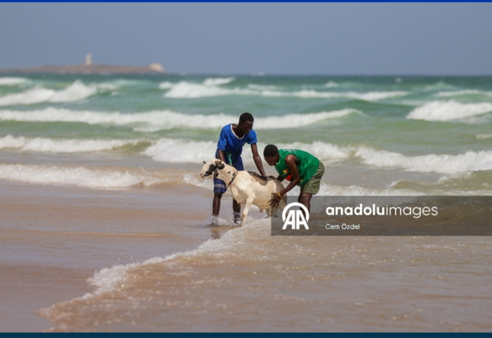 В Сенегале жертвенных животных моют в океане перед праздником