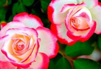 Ответ со слезами на глазах