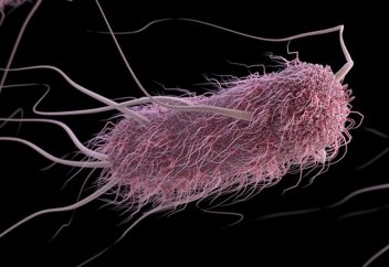 Жыртқыш бактериядан антибиотик жасалды