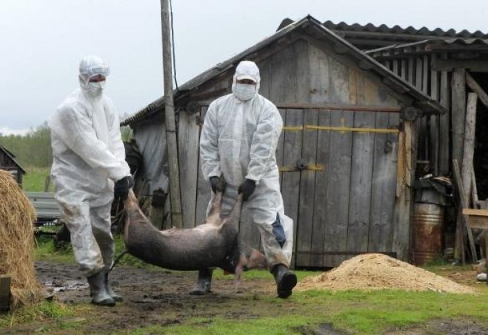 Фермеры убивают миллионы свиней в Азии из-за эпидемии африканской чумы