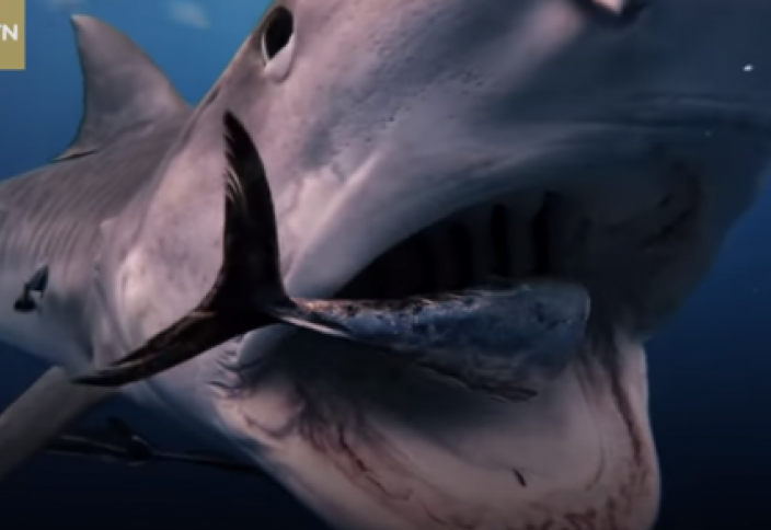 Мир животных: Почему киты выпрыгивают из воды (видео)