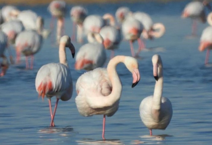 Тысячу фламинго сфотографировали в Актау (фото)