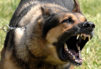 Денсаулық: Жыл сайын 66 мың адам құтырудан көз жұмады