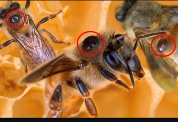 Аса қауіпті вирустан араларға жойылу қаупі төніп тұр