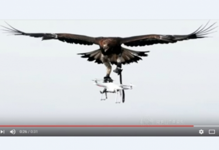 Француздар қыранмен дрон аулап жүр (видео)