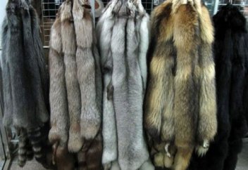 Gucci аң терісінен киім тікпейтін болды