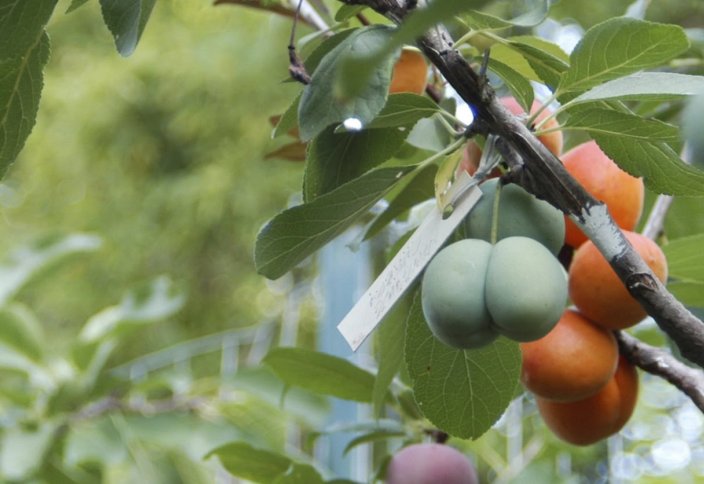 Профессор бір ағашқа қырық түрлі жеміс өсетін әдіс ойлап тапты (видео)