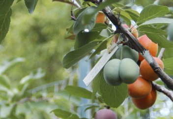 Профессор бір ағашқа қырық түрлі жеміс өсетін әдіс ойлап тапты (видео)