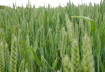 Ақузы көп бидай өсірудің жолы табылды. Бұл ГМО емес