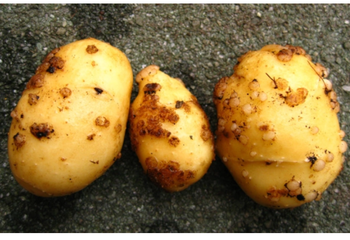 Картофель в опасности — эту болезнь не вылечить: ищем способы спасения будущего урожая от черной парши
