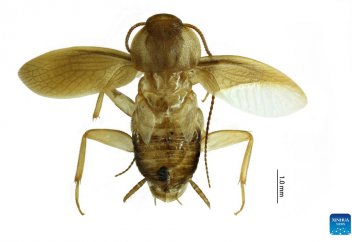 Қытай кеденшілері ғылымға белгісіз тарақанды кездейсоқ тапты