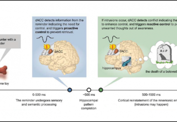 Адам миынан жағымсыз естеліктерді басатын «апатты жүйе» табылды