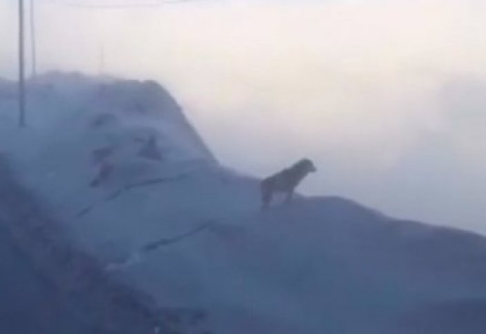 Водитель увидел волков на дороге и начал снимать (видео)