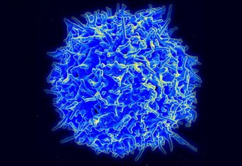 Модификацияланған лимфоциттер қартайған жасушаларды жояды