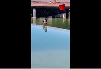 "АЛЛА" деген ала қарға. Керемет! (Видео)