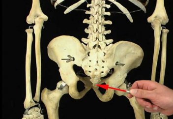 Адамның "чипі" құйымшақта